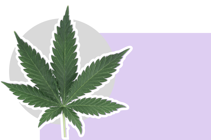 cannabis-como-sustituto-del-algodon.jpg