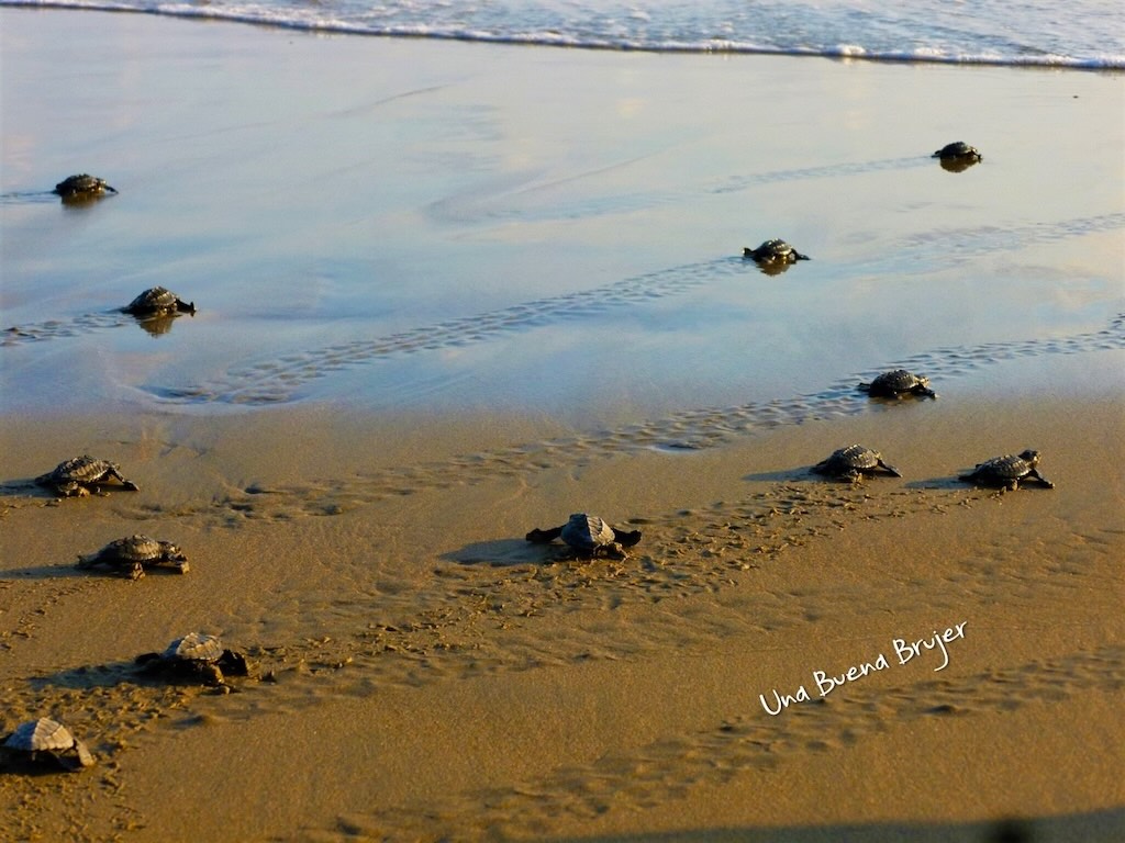 Tortugas en la playa